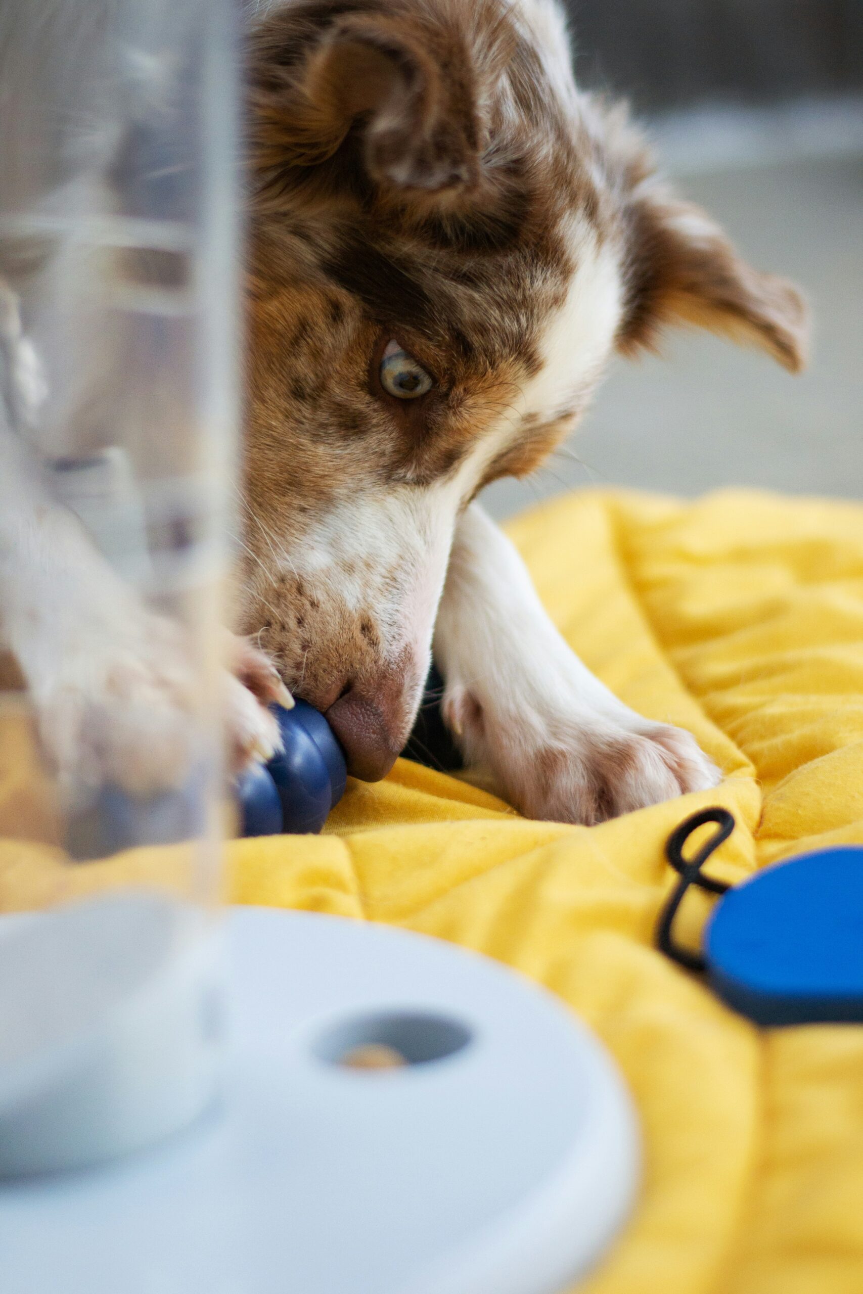 Bola Eletrônica Interativa para Cachorro: Diversão com Movimento Automático e Recarregabilidade via USB